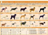 Комплект плакатов "Кинология" - «globural.ru» - Сургут