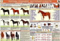 Комплект плакатов "Служебное коневодство" - «globural.ru» - Сургут
