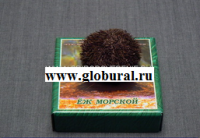 Сухой препарат "Еж морской" - «globural.ru» - Сургут