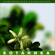 Ботаника. (Цифровая база изображений) - «globural.ru» - Сургут