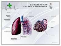 Стенд "Дыхательная система человека" - «globural.ru» - Сургут