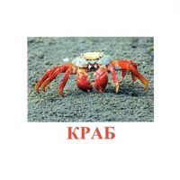 Карточки Домана "Подводный мир" - «globural.ru» - Сургут