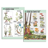 Комплект таблиц для начальной школы "Окружающий мир. Грибы. Растительный мир" - «globural.ru» - Сургут