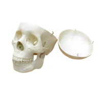 Модель "Череп человека" - «globural.ru» - Сургут