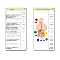 Комплект карточек (10) "Обучающий калейдоскоп. Человек" - «globural.ru» - Сургут
