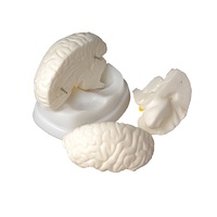 Модель мозга в разрезе - «globural.ru» - Сургут