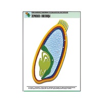 Рельефная таблица "Зерновка пшеницы" (формат А1, матовое ламинир.) - «globural.ru» - Сургут