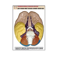 Рельефная таблица "Доли и извилины нижней поверхности полушарий головного мозга" - «globural.ru» - Сургут