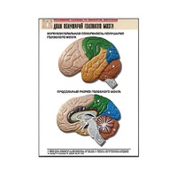 Рельефная таблица "Доли полушарий головного мозга" - «globural.ru» - Сургут