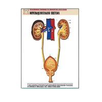 Рельефная таблица "Мочевыделительная система" (формат А1, матовое ламинир.) - «globural.ru» - Сургут