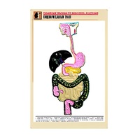 Рельефная таблица "Пищеварительный тракт" (формат А1, матовое ламинир.) - «globural.ru» - Сургут