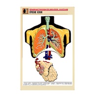 Рельефная таблица "Строение легких" (формат А1, матовое ламинир.) - «globural.ru» - Сургут
