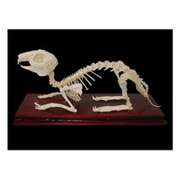 Скелет кролика - «globural.ru» - Сургут