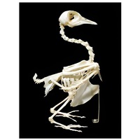 Скелет голубя - «globural.ru» - Сургут