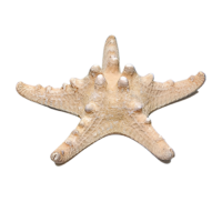 Сухой препарат "Звезда морская" (вариант 2) - «globural.ru» - Сургут