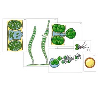 Модель-аппликация "Размножение многоклеточной водоросли" (ламинированная) - «globural.ru» - Сургут