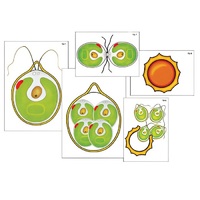 Модель-аппликация "Размножение одноклеточной водоросли" (ламинированная) - «globural.ru» - Сургут