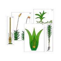 Модель-аппликация "Размножение мха" (ламинированная) - «globural.ru» - Сургут