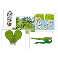 Модель-аппликация "Размножение папоротника" (ламинированная) - «globural.ru» - Сургут