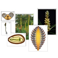 Модель-аппликация "Размножение сосны" (ламинированная) - «globural.ru» - Сургут