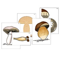 Модель-аппликация "Размножение шляпочного гриба" (ламинированная) - «globural.ru» - Сургут