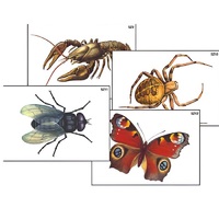 Модель-аппликация "Разнообразие беспозвоночных" (ламинированная) - «globural.ru» - Сургут