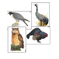 Модель-аппликация "Разнообразие высших хордовых 1. Пресмыкающиеся и птицы" (ламинированная) - «globural.ru» - Сургут