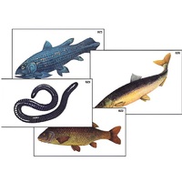 Модель-аппликация "Разнообразие низших и высших хордовых" (ламинированная) - «globural.ru» - Сургут