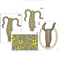 Модель-аппликация "Строение и размножение гидры" (ламинированная) - «globural.ru» - Сургут