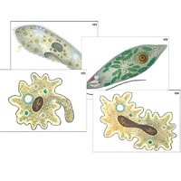 Модель-аппликация "Строение и разнообразие простейших" (ламинированная) - «globural.ru» - Сургут