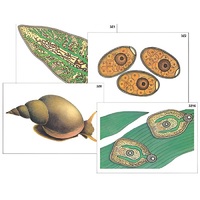 Модель-аппликация "Циклы развития печеночного сосальщика и бычьего цепня" (ламинированная) - «globural.ru» - Сургут