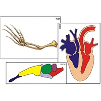 Модель-аппликация "Эволюция важнейших систем органов позвоночных" (ламинированная) - «globural.ru» - Сургут