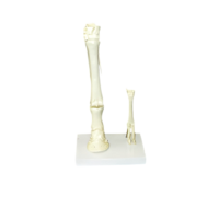 Модель "Скелет конечностей лошади и овцы" (на подставке) - «globural.ru» - Сургут