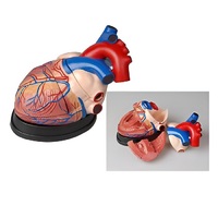 Модель сердца в разрезе (демонстрационная) - «globural.ru» - Сургут