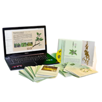 Гербарий натурально-интерактивный "Дикорастущие растения" - «globural.ru» - Сургут