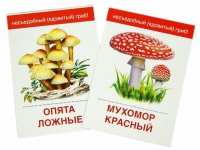 Раздаточные карточки "Грибы съедобные и не съедобные" - «globural.ru» - Сургут