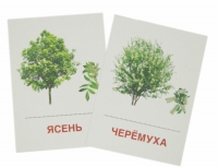 Раздаточные карточки "Деревья и кустарники" - «globural.ru» - Сургут
