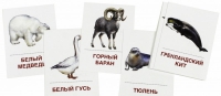 Раздаточные карточки "Животные холодных широт" - «globural.ru» - Сургут