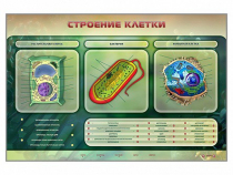 Электрифицированный стенд "Строение клетки" с маркерными полями - «globural.ru» - Сургут