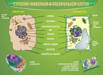 Стенд "Строение животной и растительной клеток" - «globural.ru» - Сургут