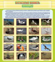 Стенд "Красная книга - птицы" - «globural.ru» - Сургут
