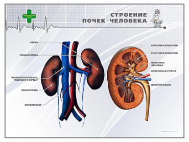 Стенд "Строение почки человека" - «globural.ru» - Сургут