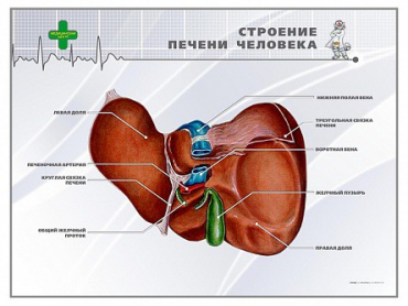 Стенд "Строение печени человека" - «globural.ru» - Сургут