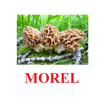"Mushrooms" ("Грибы") английские карточки Домана - «globural.ru» - Сургут