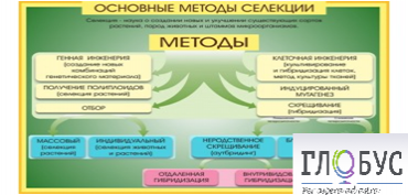 Стенд "Методы селекции и биотехнологии" - «globural.ru» - Сургут