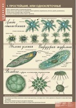 Биология 7 класс. Животные (комплект таблиц) - «globural.ru» - Сургут