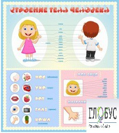 Стенд "Строение человека" для детей - «globural.ru» - Сургут