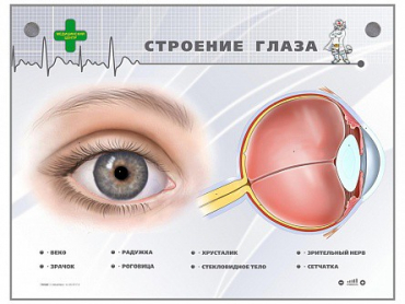 Интерактивный стенд "Строение глаза" - «globural.ru» - Сургут